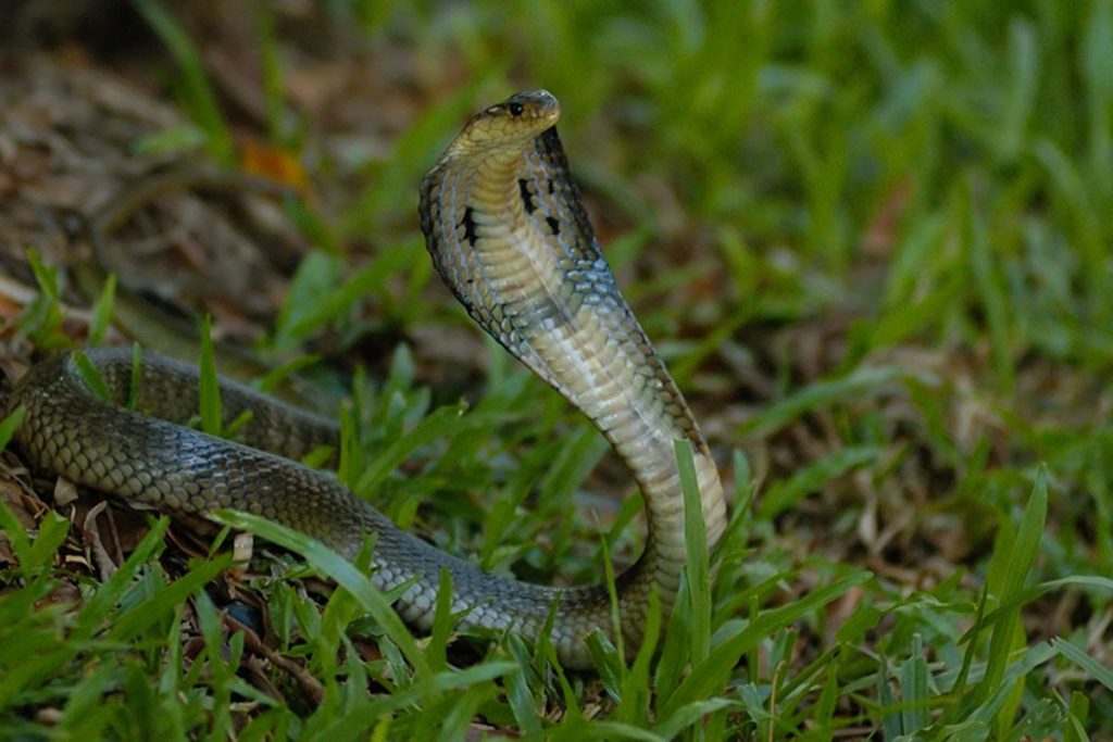 Dong Tam snake farm