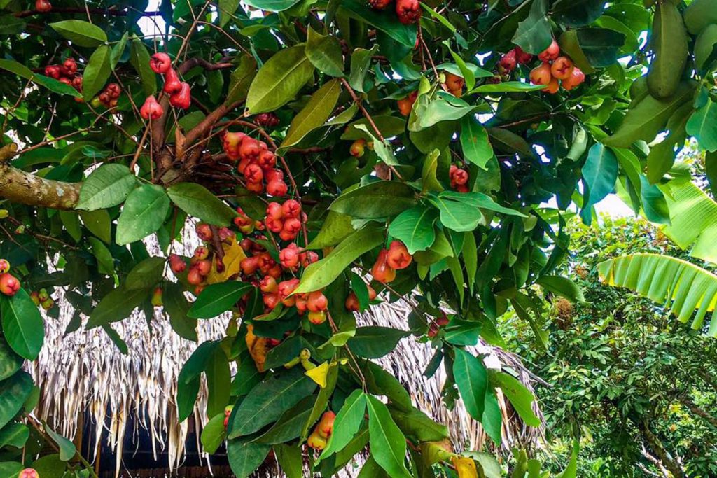 fruit orchard in Cai Be