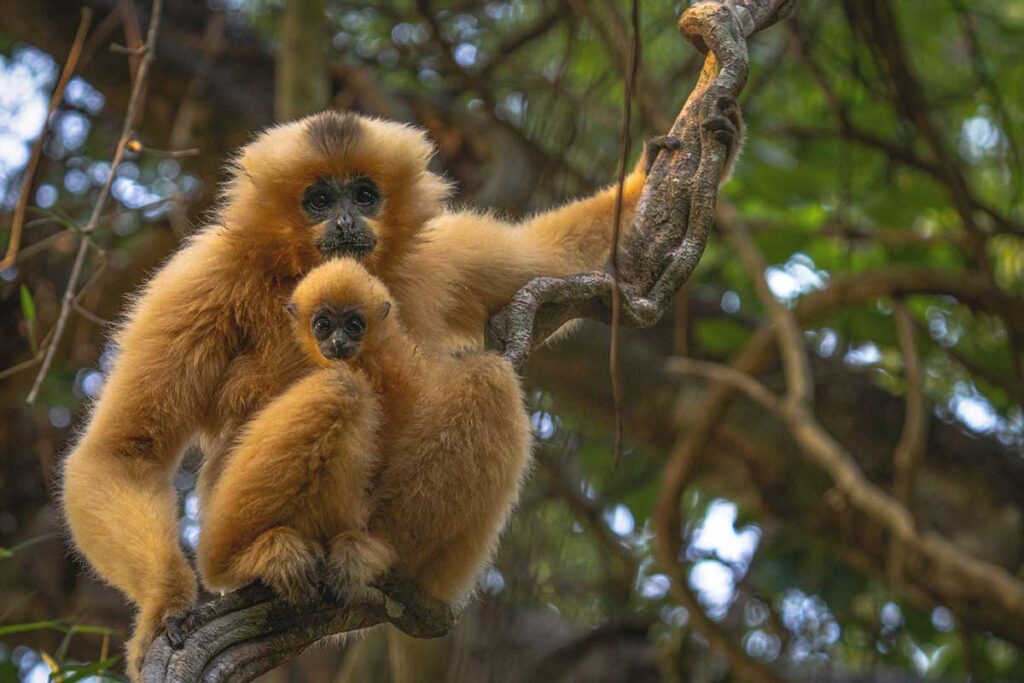 An adult gibbon with a baby clinging to its side, perched on a tree branch in Cat Tien National Park, surrounded by lush greenery.