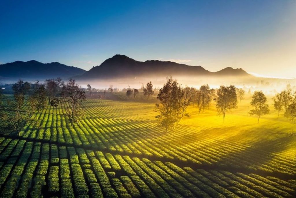 Ho Che tea plantations in the Central Highlands