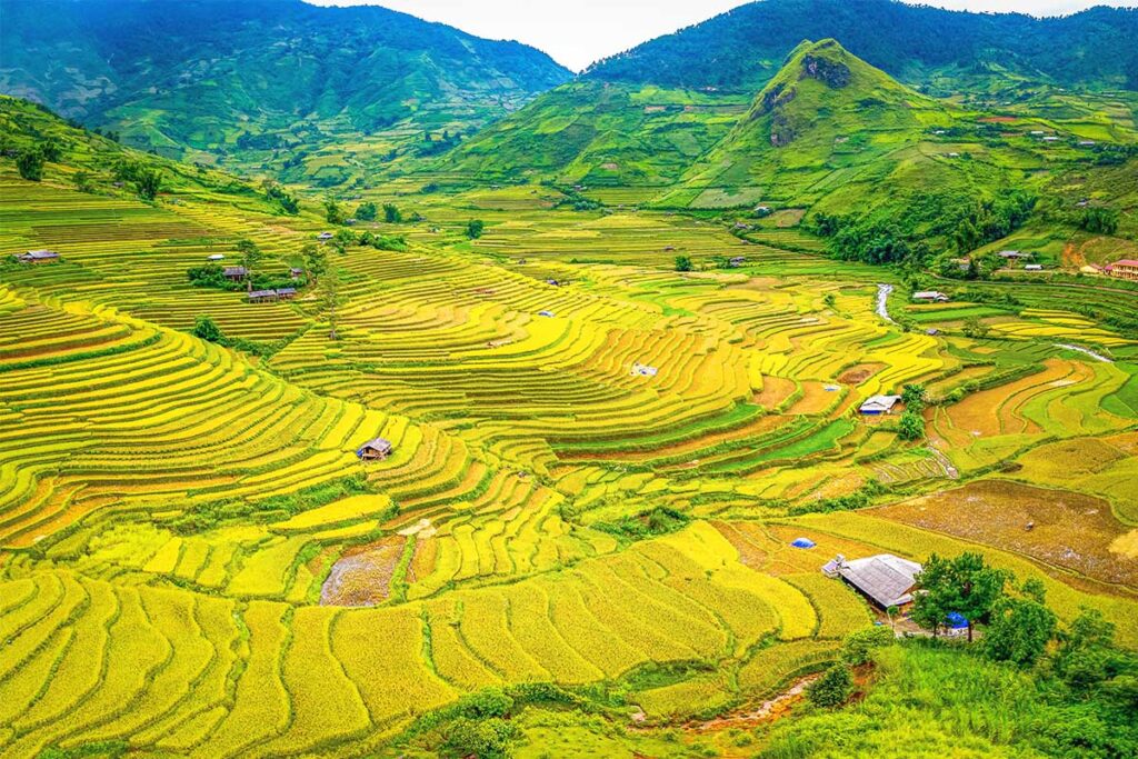 Golden yellow rice fields of Mu Cang Chai seen from the Khau Pha Pass