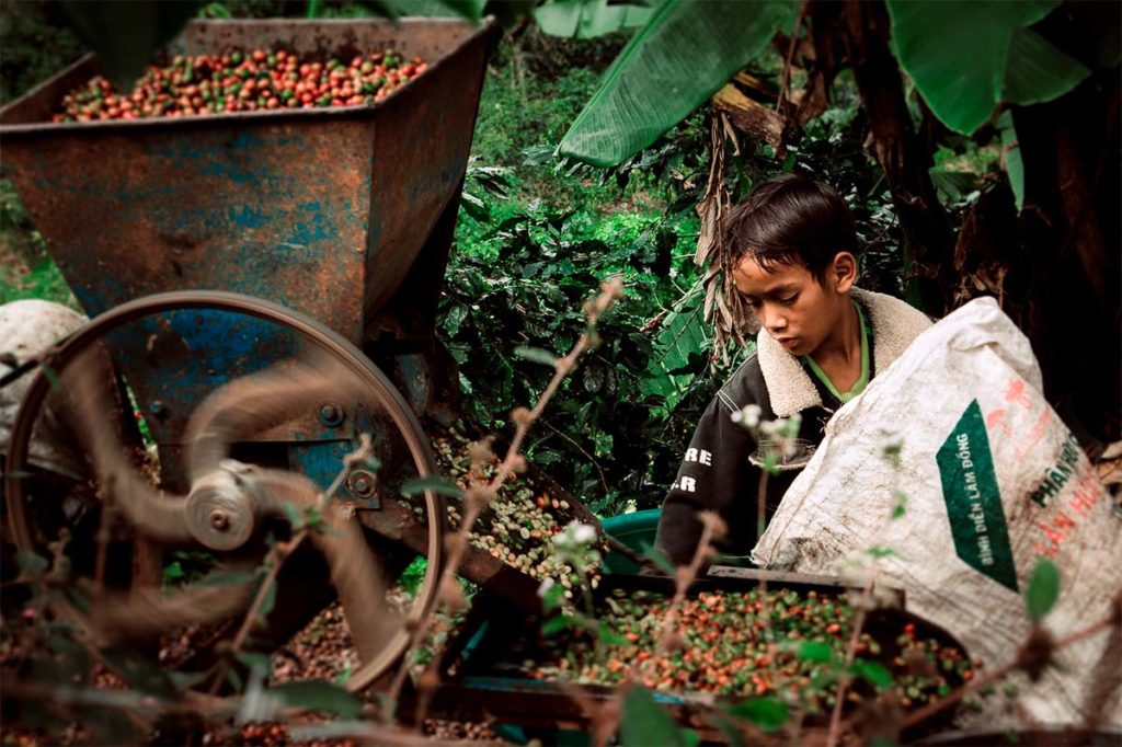 K’Ho Coffee Farm Dalat