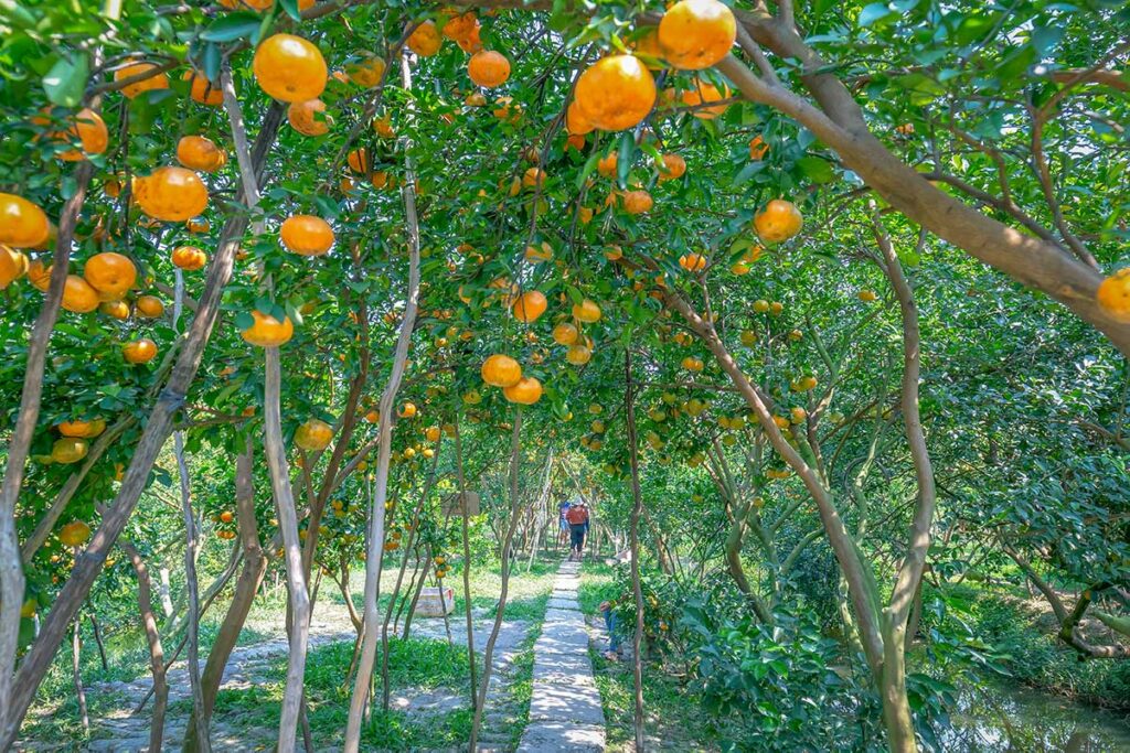 Path through Lai Vung Tangerine Orchard in Dong Thap surrounded by fruit-laden trees