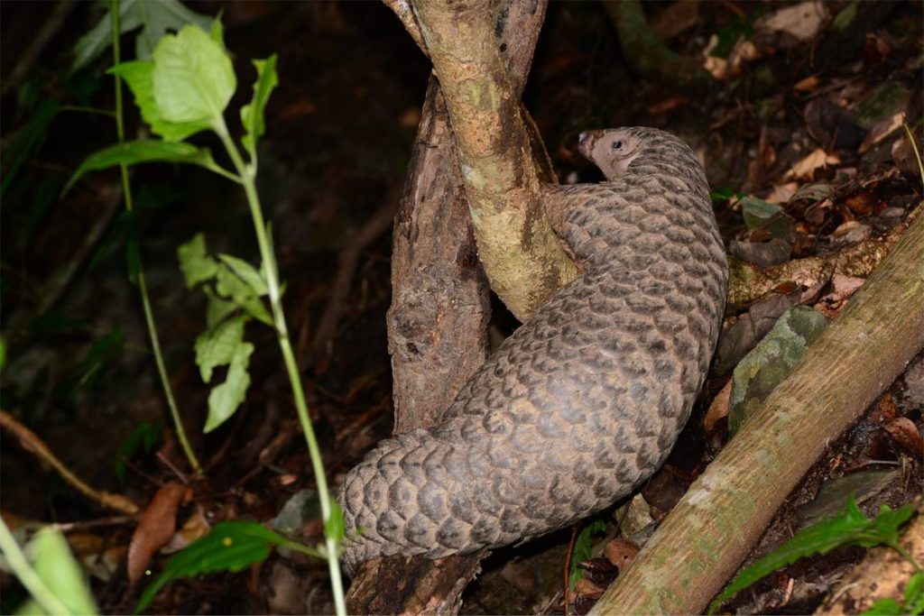 pangolin in Vietnam