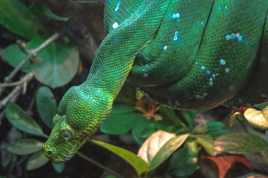 A vibrant green snake coiled around a branch, blending into the tropical foliage of Cat Tien National Park.