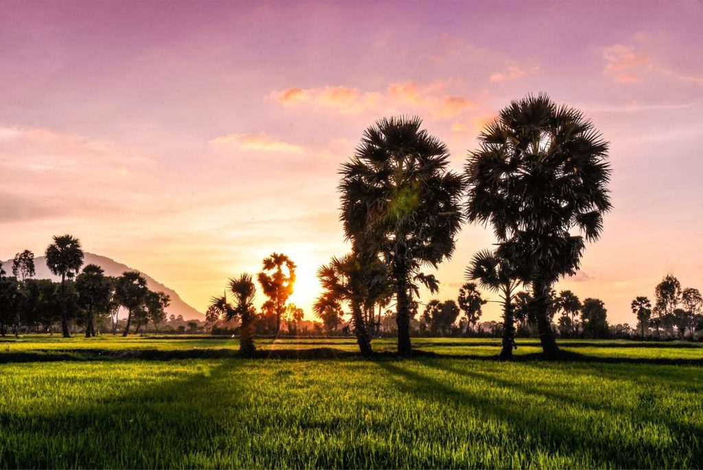 Ta Pa rice fields in An Giang