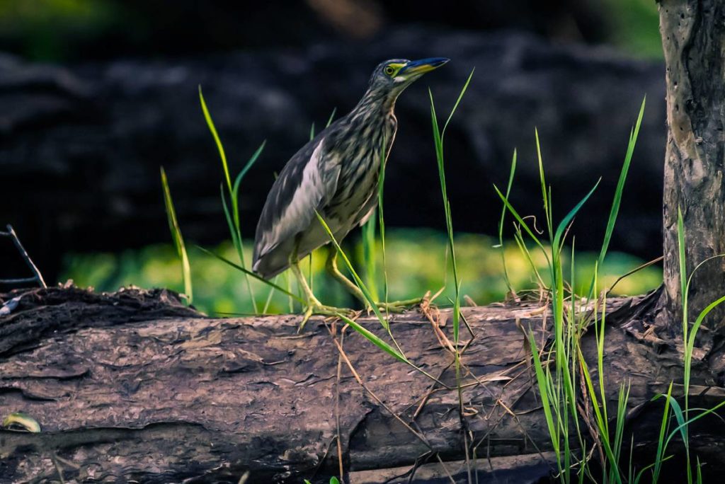 Tra Su bird watching