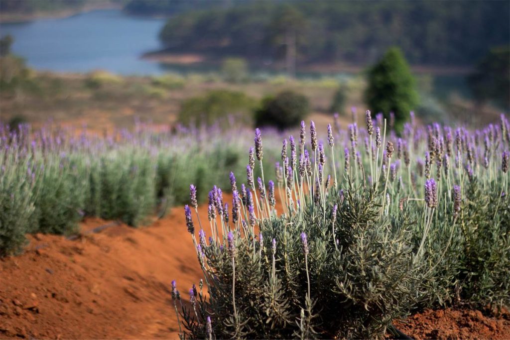 Lavender garden at Tuyen Lam Lake