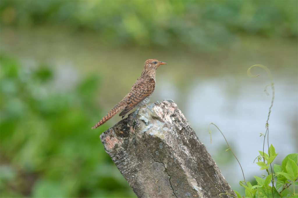 Vam Ho Bird Sanctuary