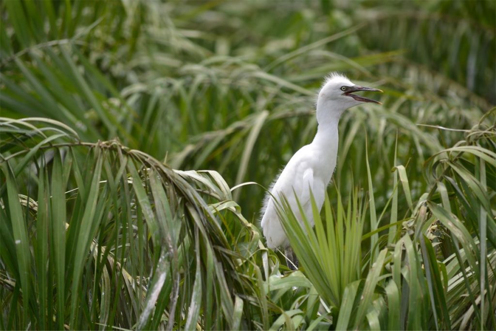 Vam Ho bird sanctuary