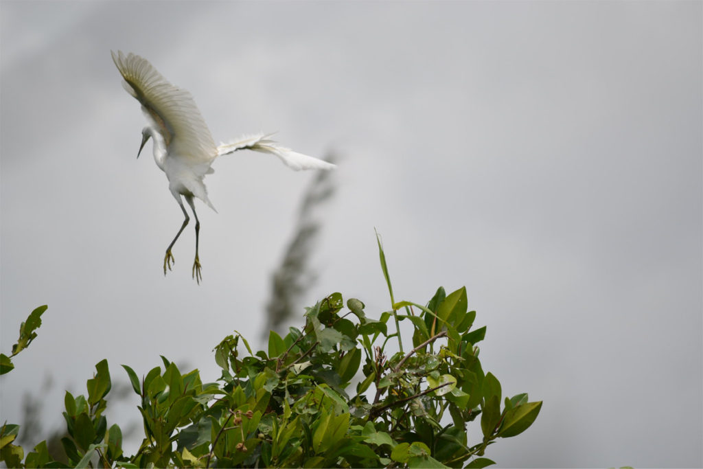 Vam Ho Bird Sanctuary