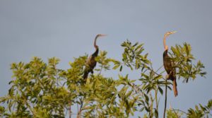 Vam Ho Bird Sanctuary