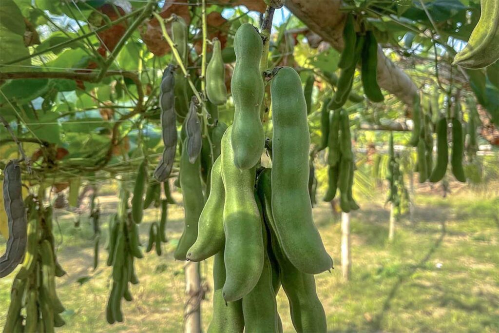 Fruit and vegetable garden at Vam Ho Bird Sanctuary eco-farm in Ben Tre