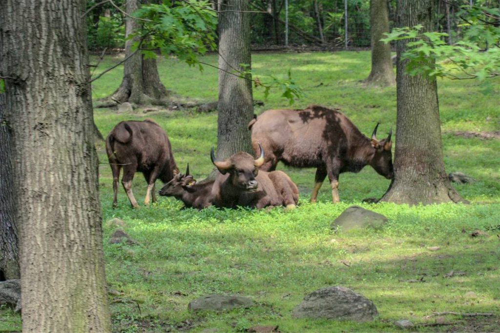 Vietnam gaur