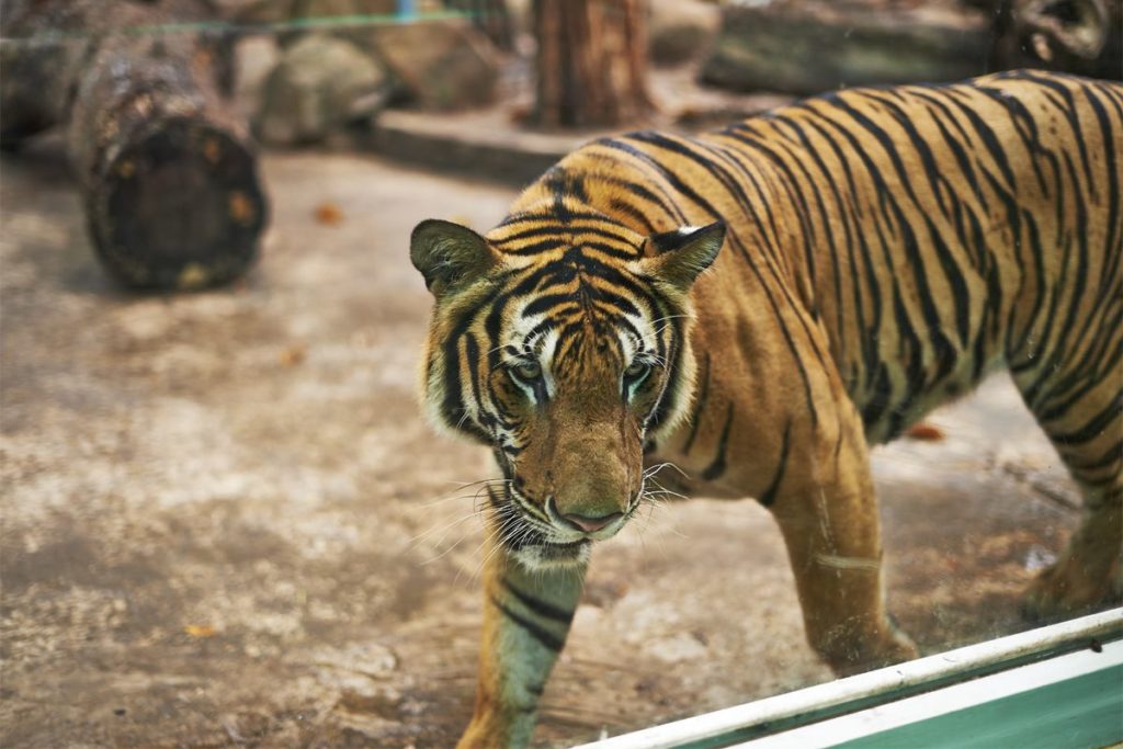 Vietnam tiger