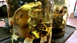 Vietnamese snake wine