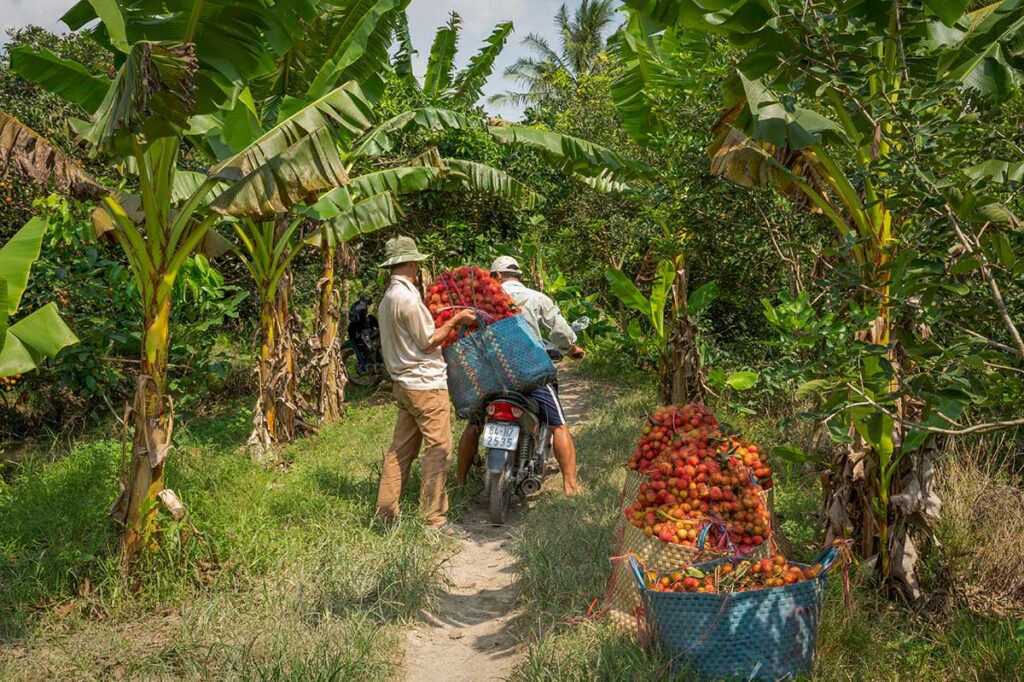 Farmers harvesting rambutan in Vinh Long fruit orchard – Local farmers transport freshly picked rambutan by motorbike through lush banana-lined paths in the Mekong Delta.