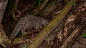 pangolin wild animals in Vietnam