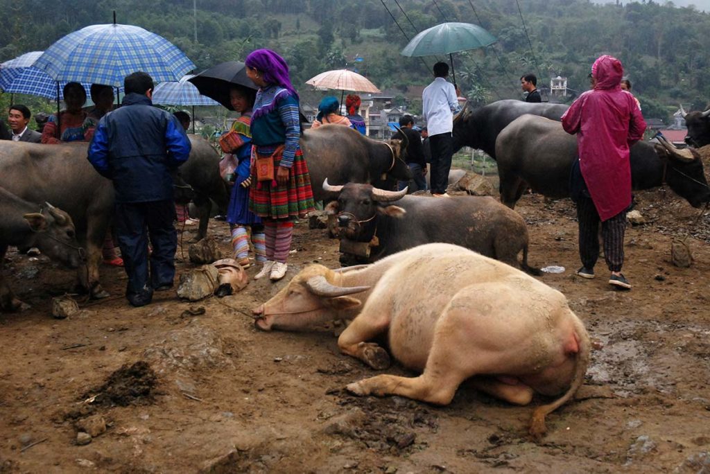 Bac Ha buffalo market