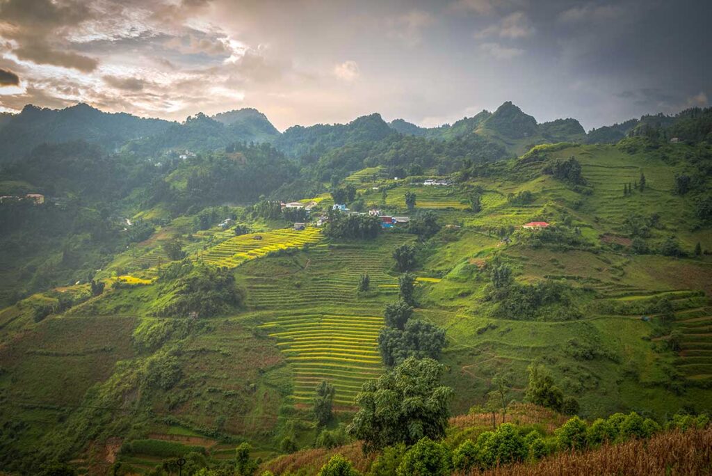 Terraced rice fields of Bac Ha District