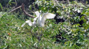 Bang Lang Stork Sanctuary