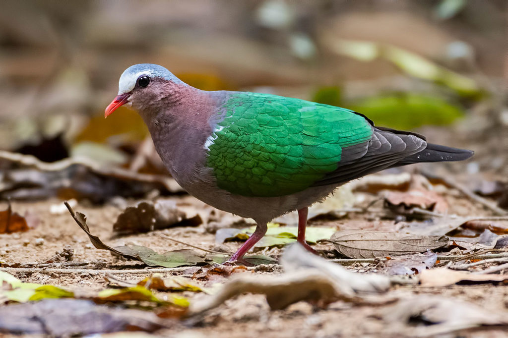 birding Vietnam Cat Tien National park