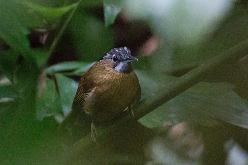 birds Vietnam Cuc Phuong National Park 