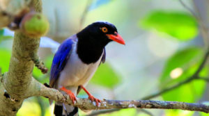 birding bird spotting Vietnam