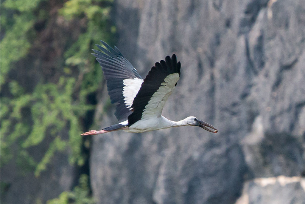 Van Long birding Vietnam