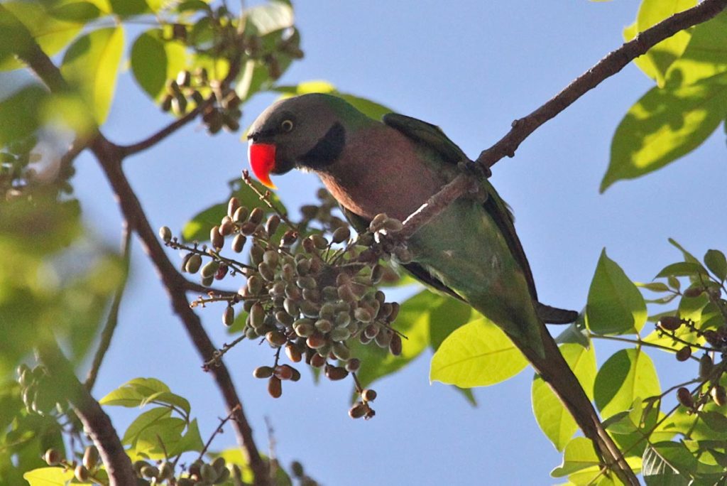 Yok Don National Park bird spotting Vietnam