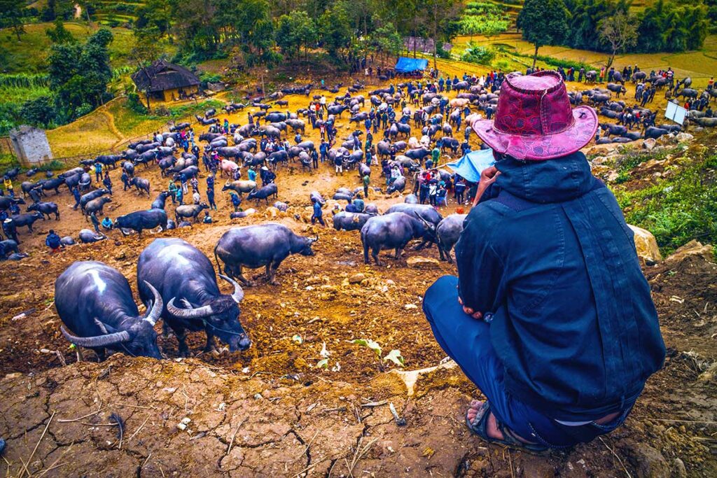 buffalo market at Can Cau