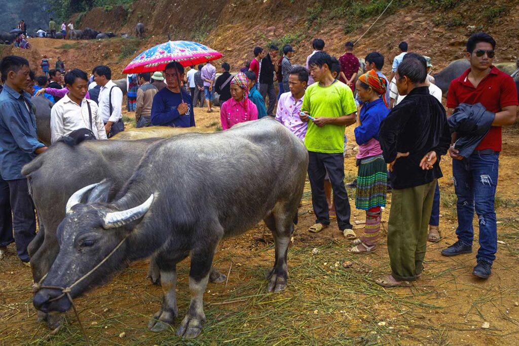 Farmers sell buffalo at the Tuesday market of Coc Ly, a small village in the mountains of North Vietnam.