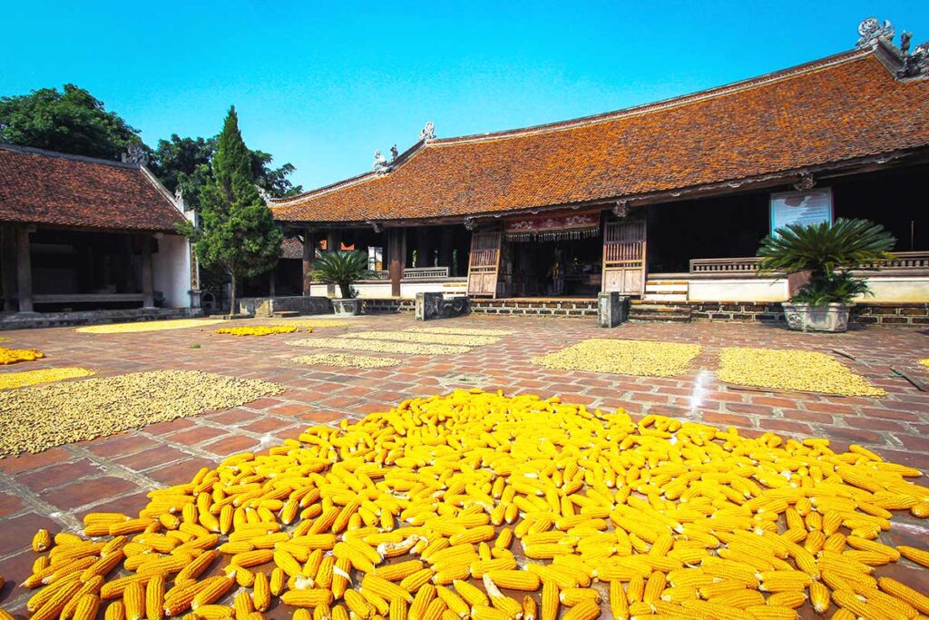 corn being dried at the Mong Phu Temple in Duong Lam Ancient Village