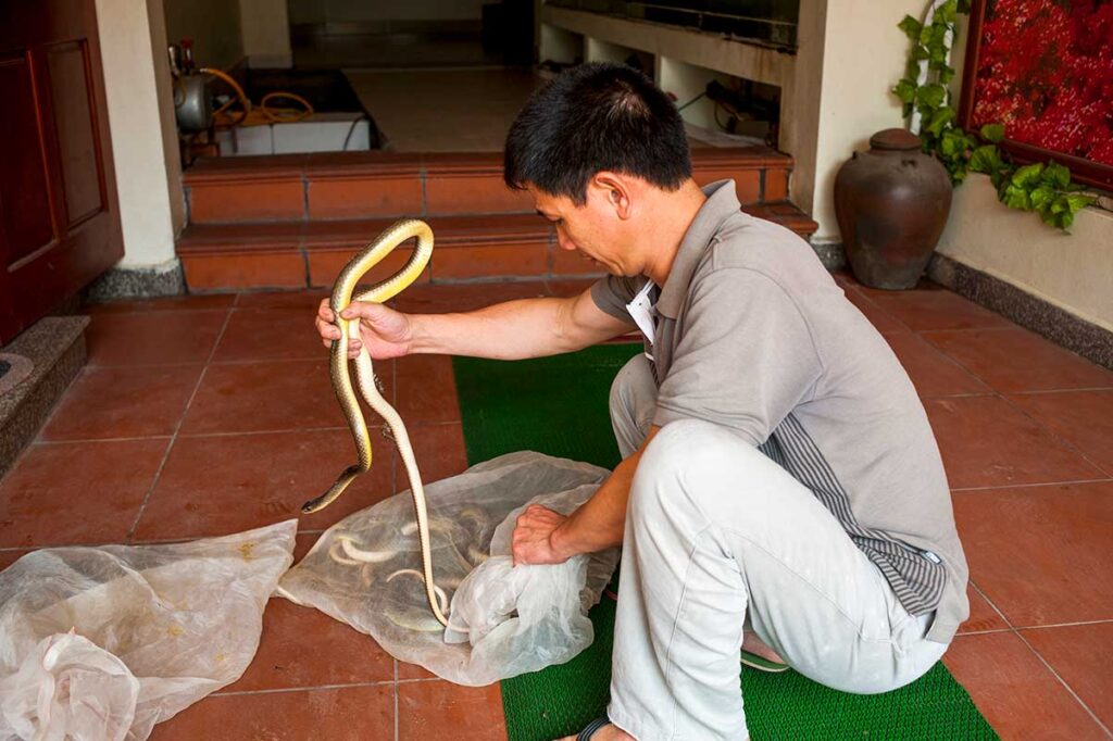 A local snake handler in Le Mat Village expertly holds a snake, demonstrating his skill and knowledge.