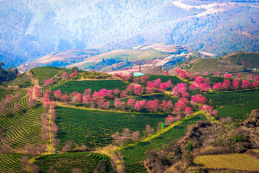 pink sakura cherry apircot trees on O Long Tea Hill near Sapa