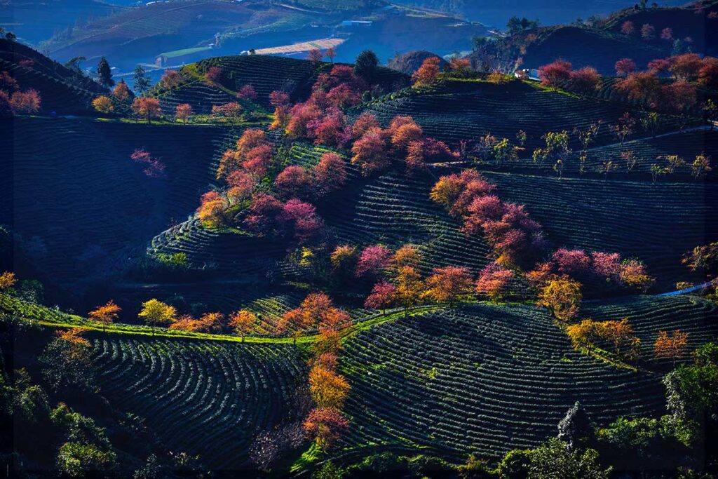 pink sakura cherry apircot trees on O Long Tea Hill near Sapa