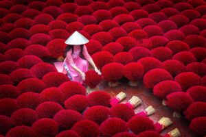 woman in Ao Dai sitting between a field of incense sticks at Quang Phu Cau Incense Village