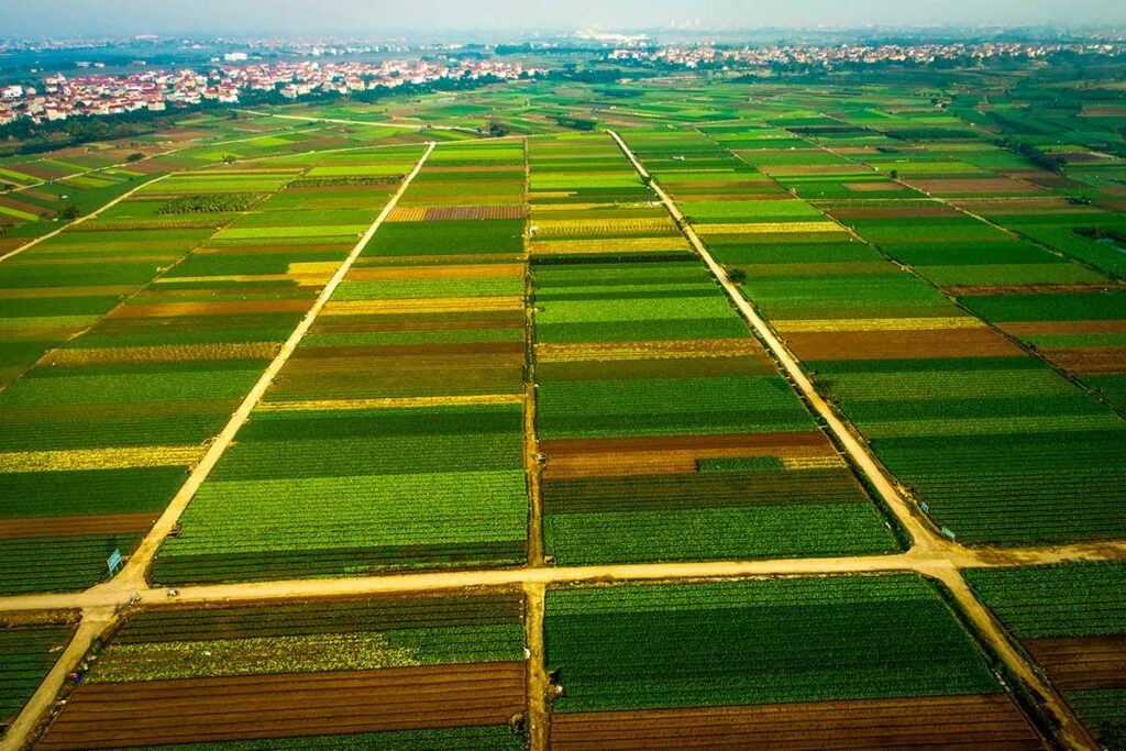 Red River Delta Rice and Vegetable Fields Aerial View: An aerial view of the vast Red River Delta reveals a patchwork of vibrant green rice paddies and vegetable plantations.