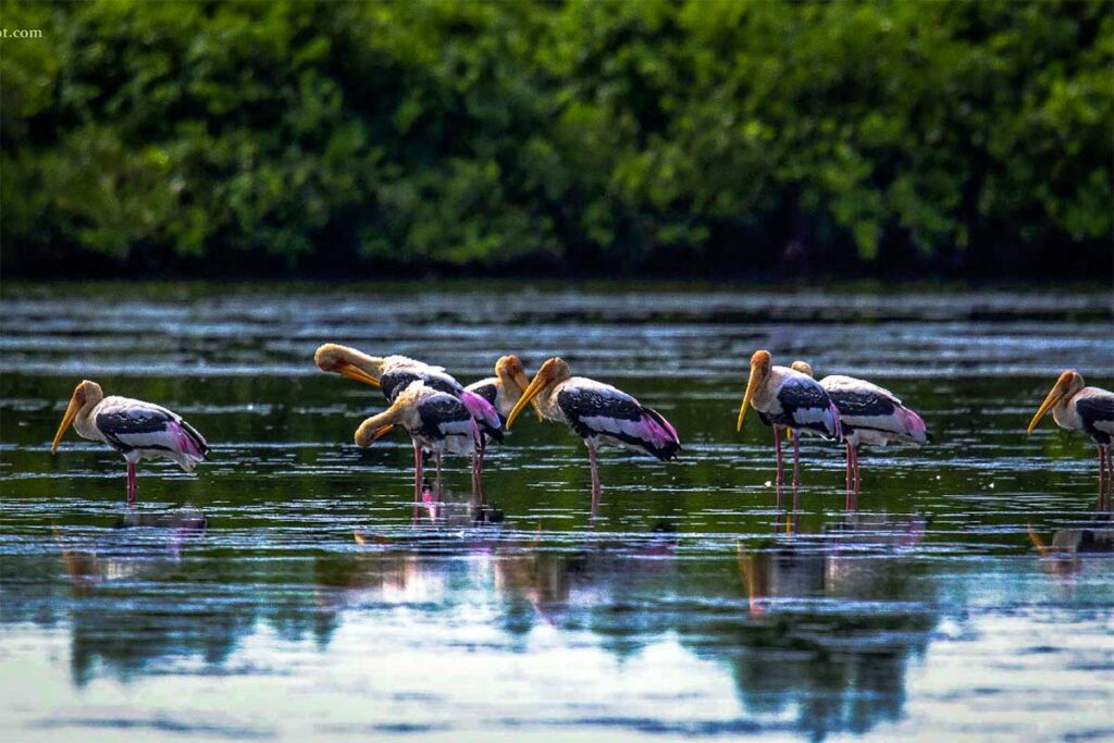 Painted Storks at Xuan Thuy National Park: A flock of colorful Painted Storks, long-legged wading birds with distinctive beaks, gather at Xuan Thuy National Park in the Red River Delta.