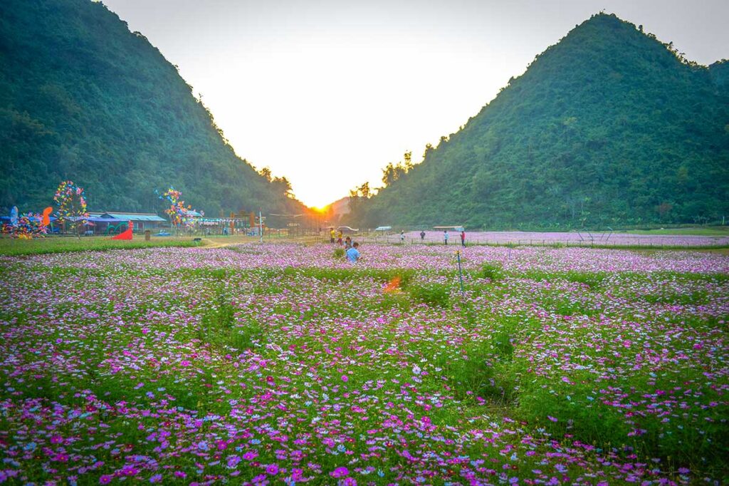 A view over Bac Son Flower Valley with lots of pink and white wild flowers 