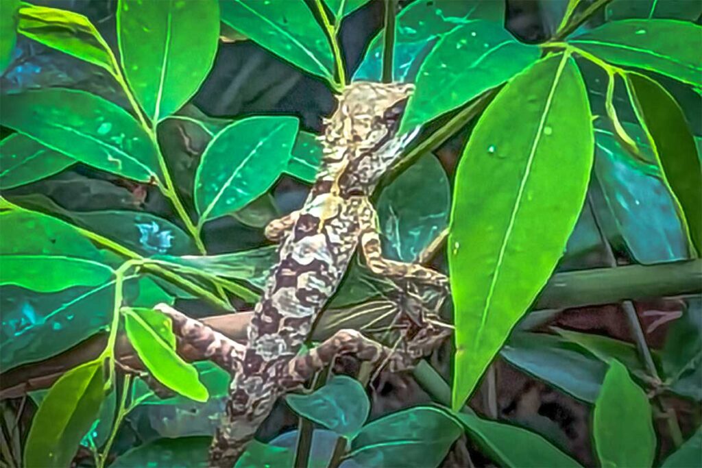 A small lizard on a leaf at the Botanical Garden in Phong Nha