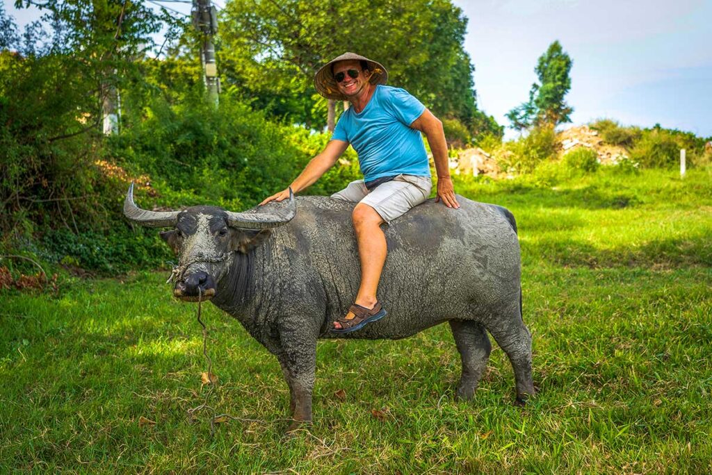 A tourist riding a buffalo in the countryside of Hoi An