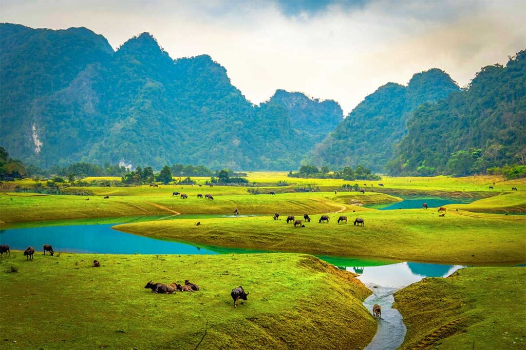 View of horses and buffalos grazing in the grass with mountains on the background at Dong Lam Grassland in Huu Lien, Lang Son