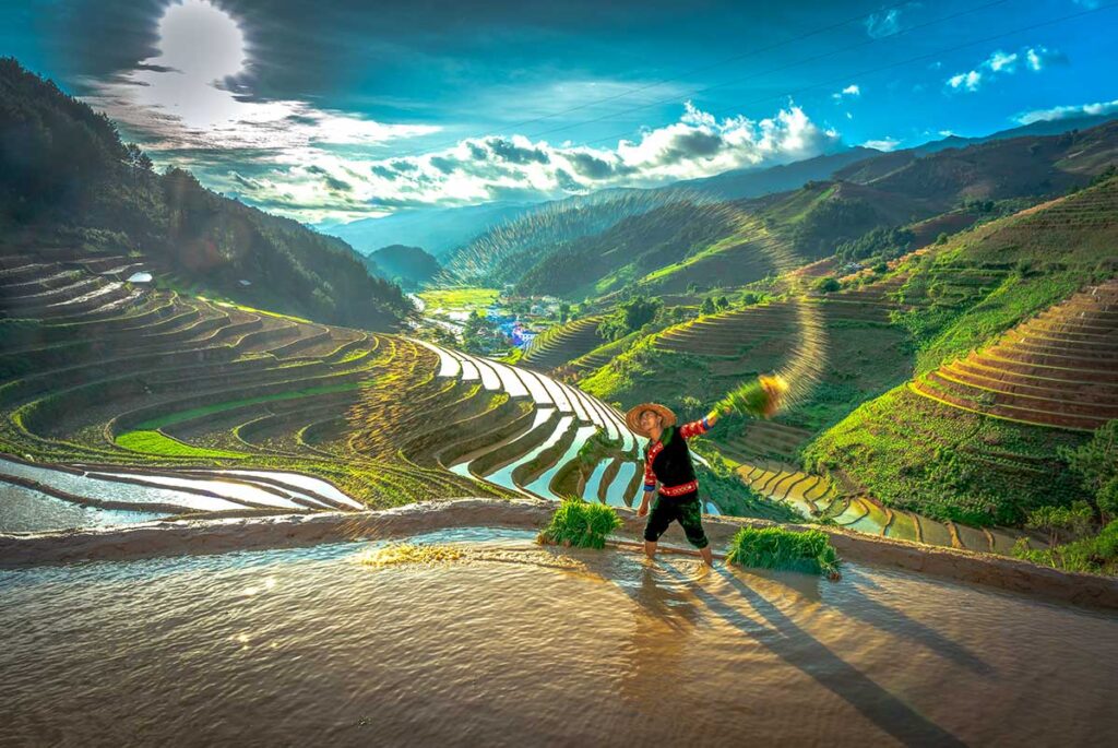 A young man H'Mong ethnic carrying saplings of jasmine rice to cultivate in rice fields in Mu Cang Chai, Yen Bai Province - Countryside Vietnam.