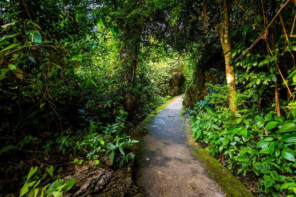 A stone path through the jungle of Phong Nha National Park, leading to the entrance of Paradise Cave