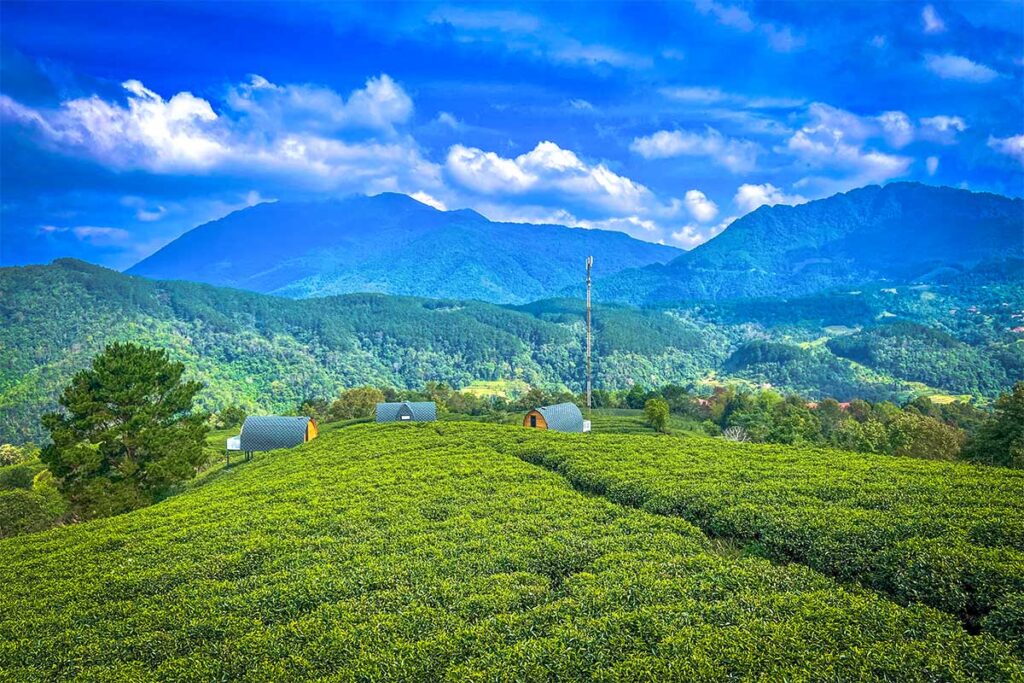 A large tea plantation on hills with mountain views on the background at Phia Oac National Park