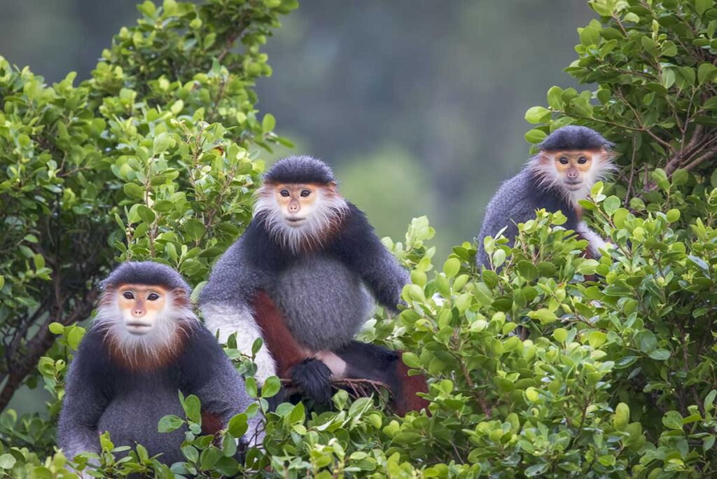 Three Red-Shanked Douc Langur monkeys sitting in a three at Son Tra Pennisula in Da Nang - Spotting wildlife in Vietnam