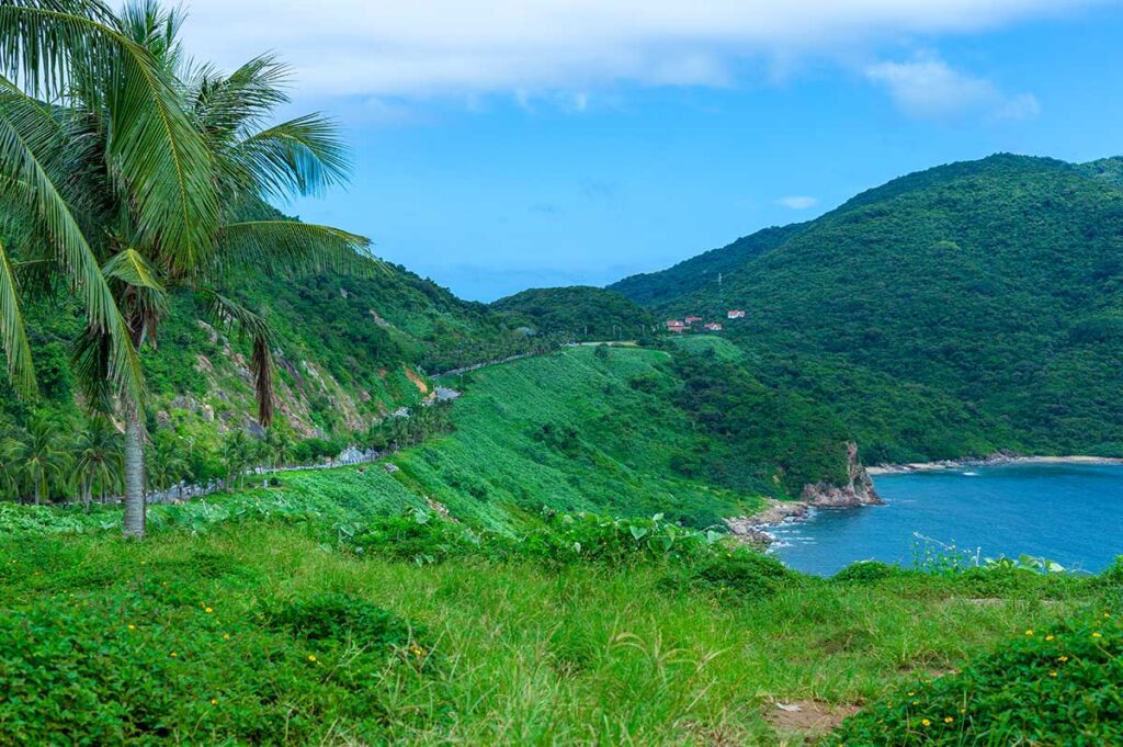 A scenic coastal road on Son Tra Peninsula, lined with palm trees, with the coastline and lush mountains in the background.