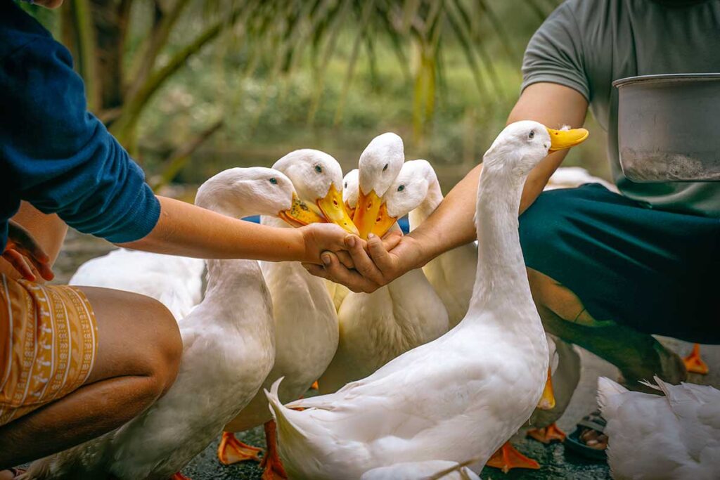 Two hands from different people feeding ducks at The Duck Stop