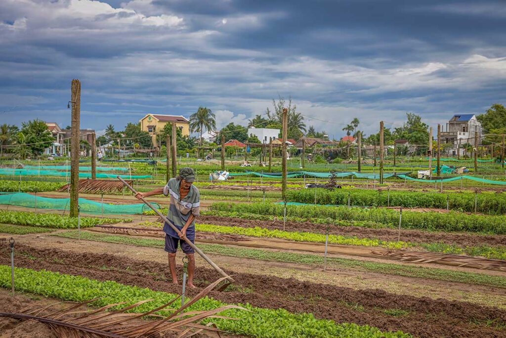 Local farmer working at Tra Que Vegetable Village – authentic countryside experience and one of the best things to do in Hoi An.